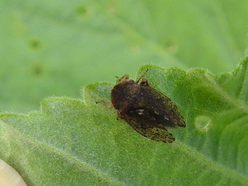 Aphrodes