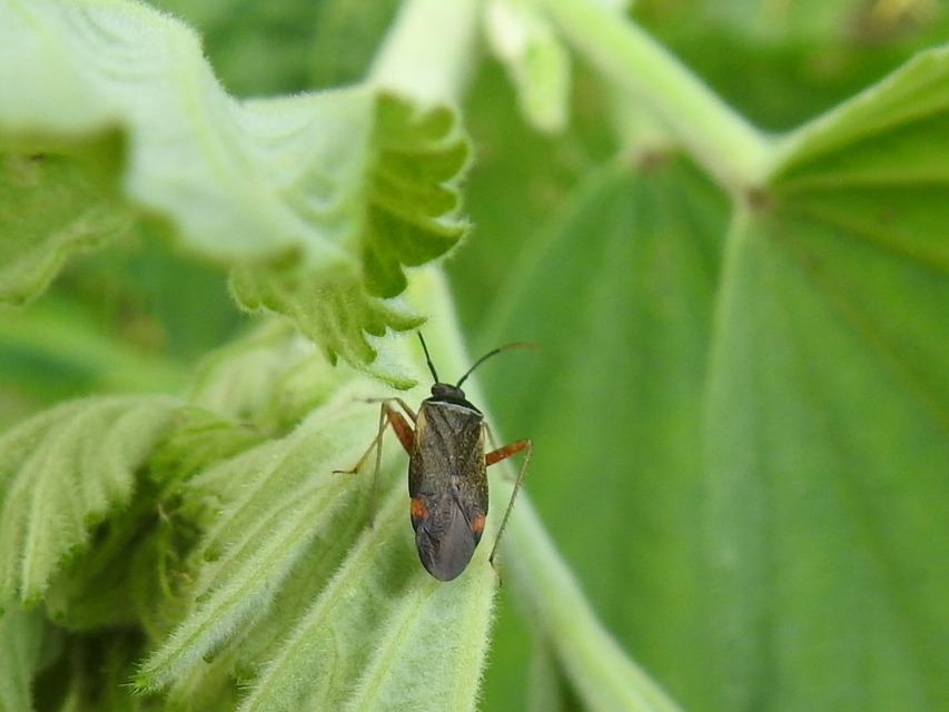 Adelphocoris seticornis - szegélyes mezeipoloska
