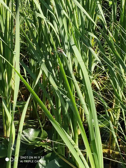 Libellula depressa - széles laposacsa