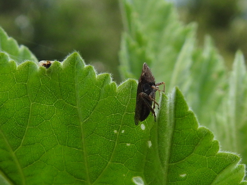 Aphrodes