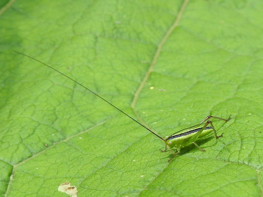 Conocephalus fuscus - kis kúpfejűszöcske