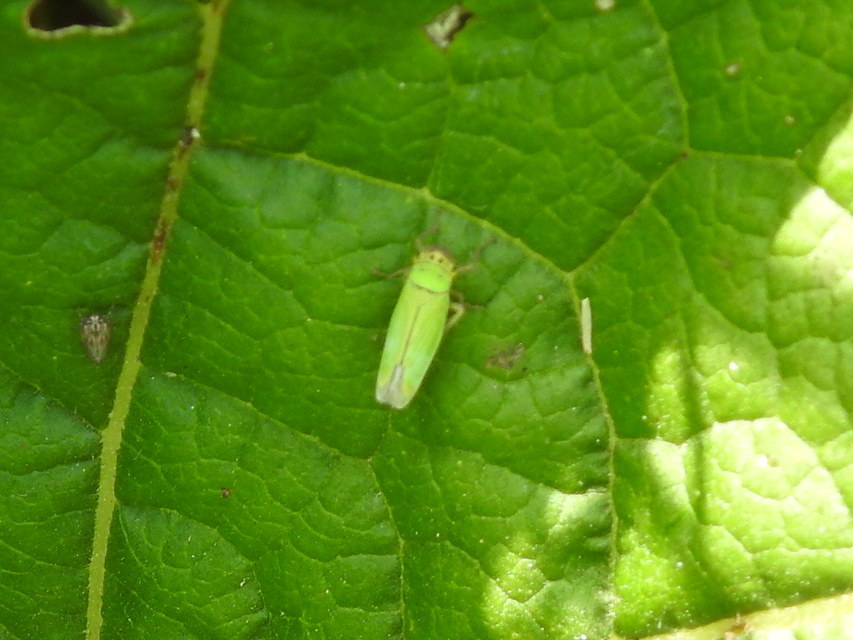 Cicadella viridis - méregzöld kabóca