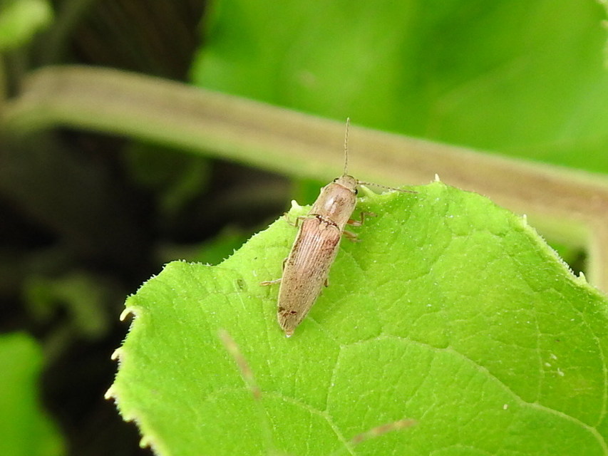 Synaptus filiformis - talpas pattanó
