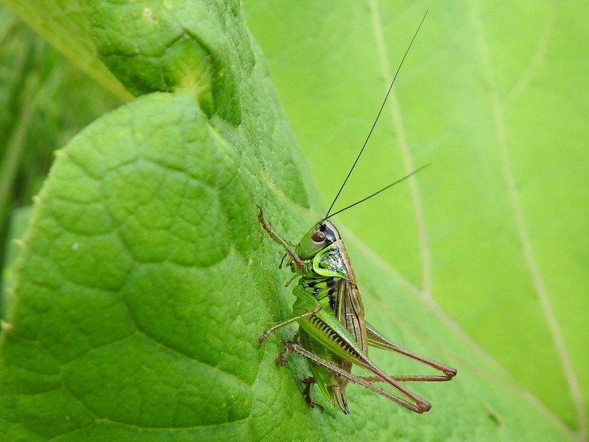 Roeseliana roeselii - Rösel-rétiszöcske