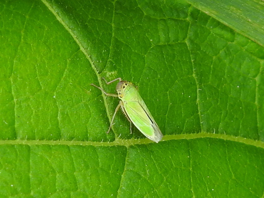 Cicadella viridis - méregzöld kabóca