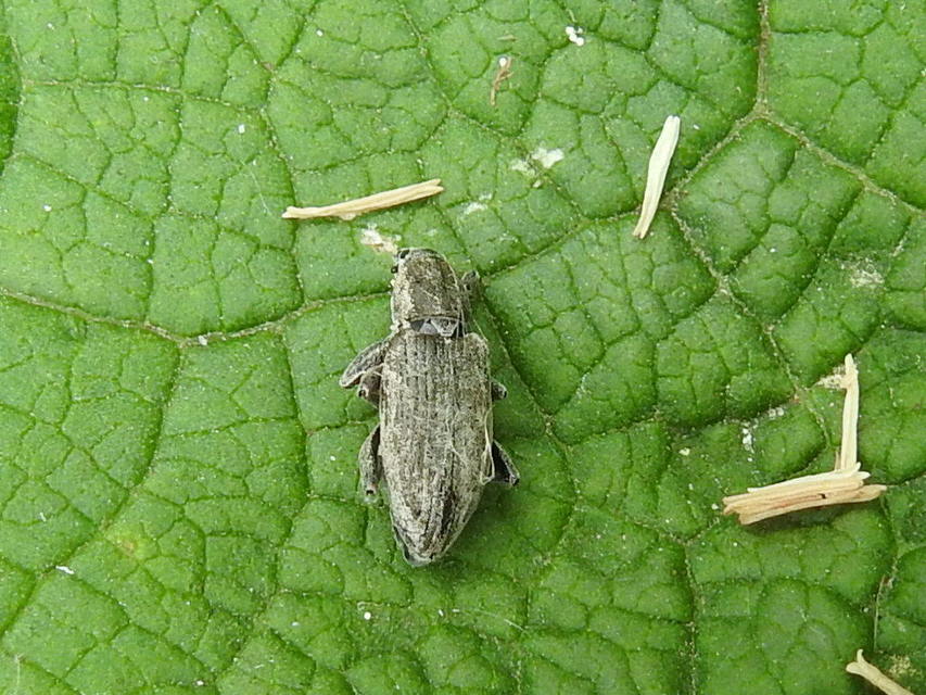Tanymecus palliatus - közönséges hegyesfarúbarkó