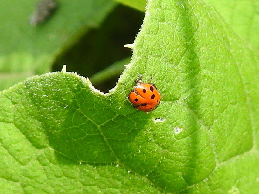 Hippodamia variegata - tizenhárompettyes katica