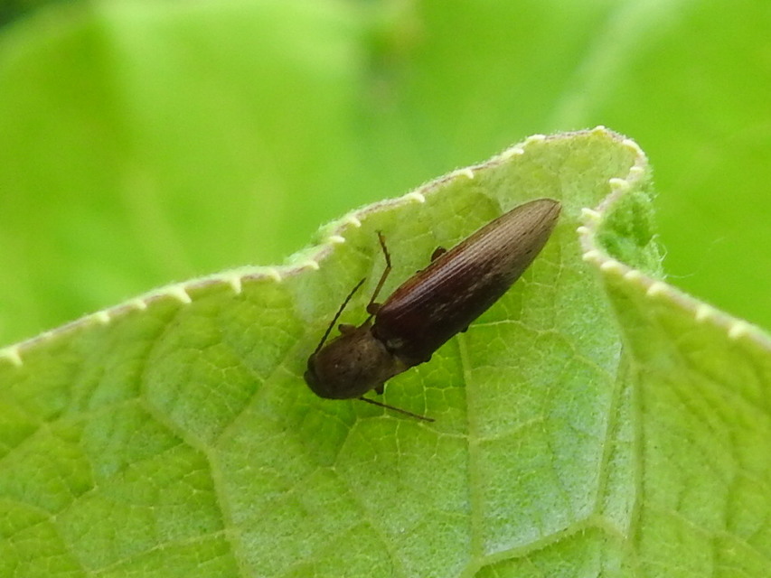 Synaptus filiformis - talpas pattanó