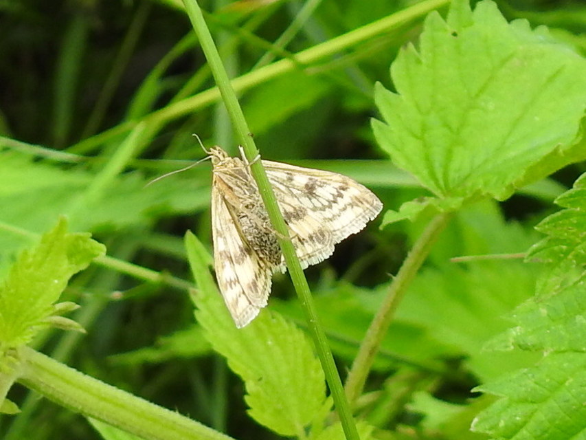 Sitochroa verticalis - világossárga dudvamoly
