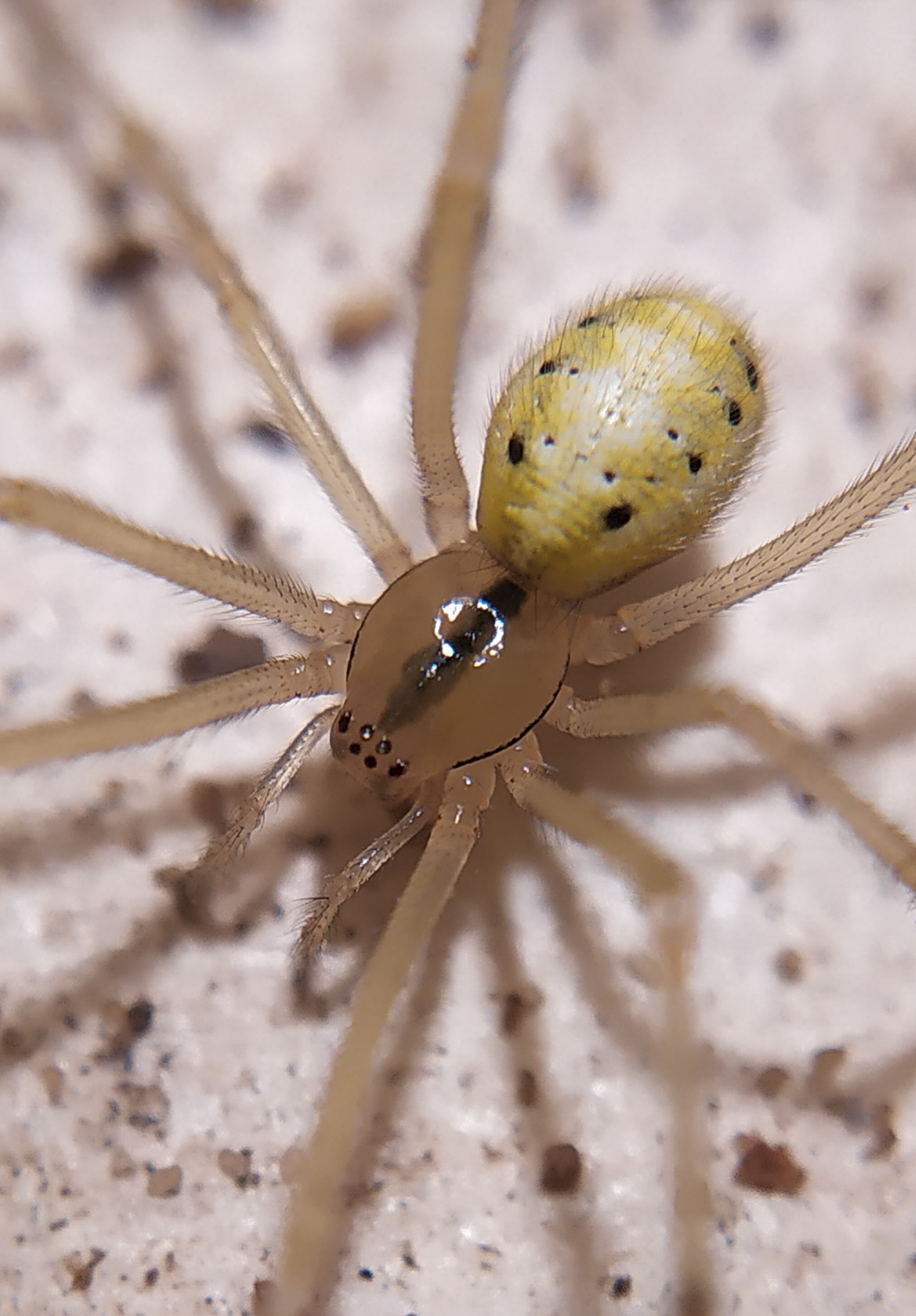 Enoplognatha latimana