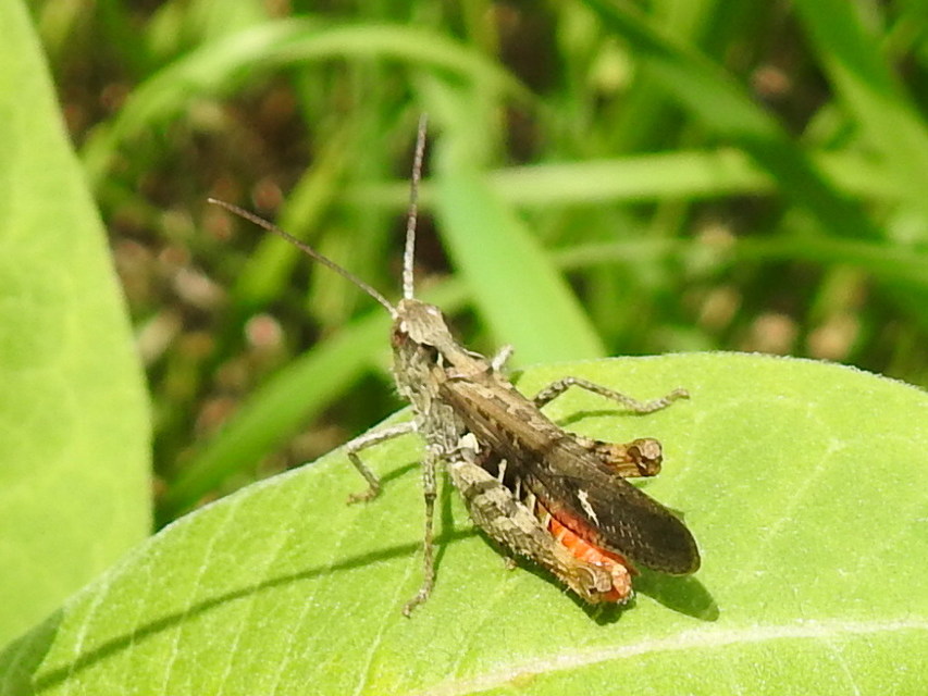 Chorthippus brunneus - közönséges tarlósáska