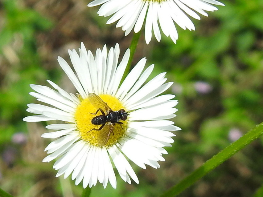 Phania