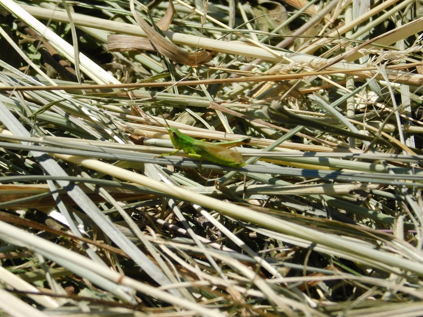 Chrysochraon dispar - aranyos sáska