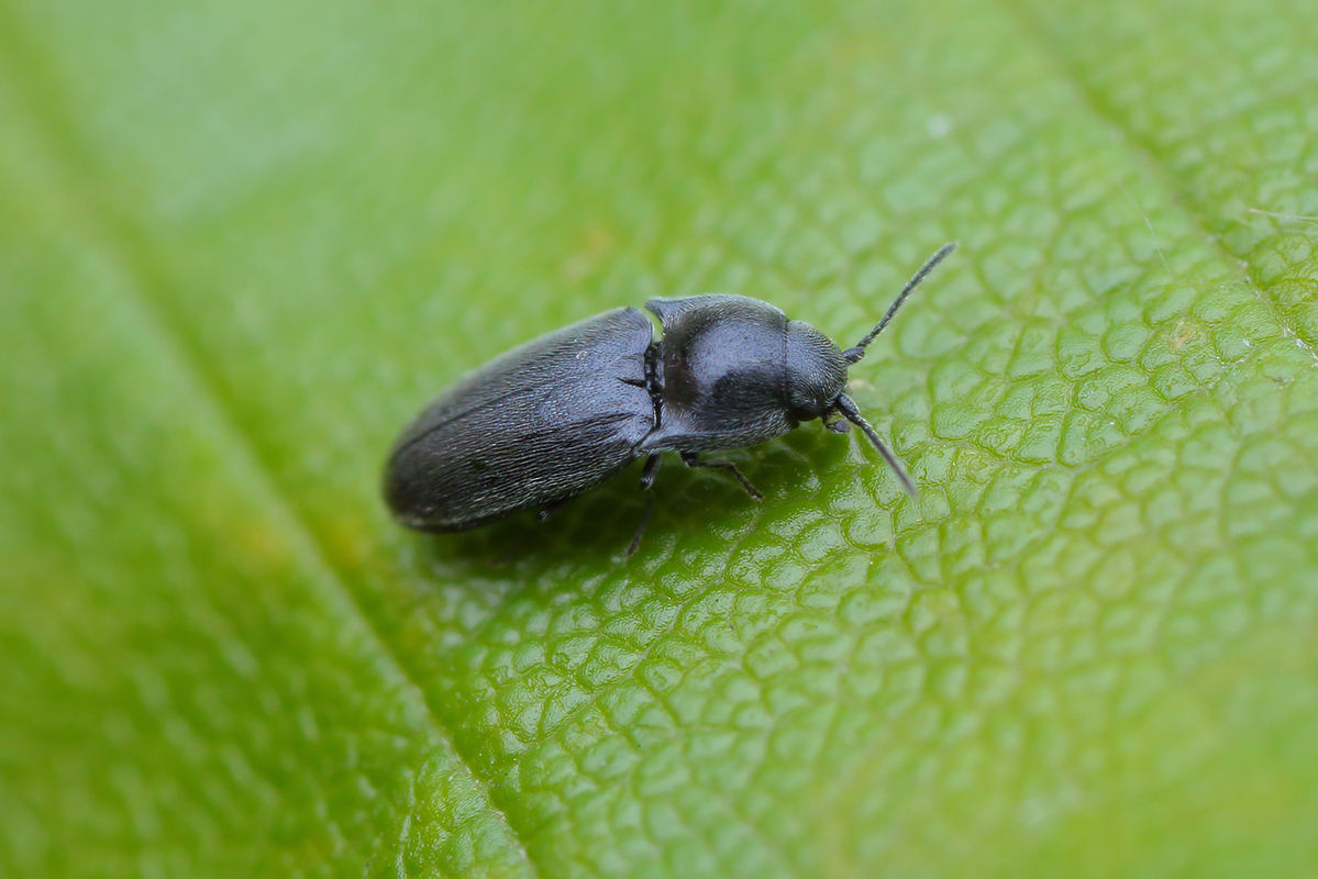 Quasimus minutissimus - parányi pattanó
