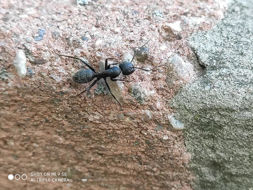 Camponotus vagus - fekete lóhangya