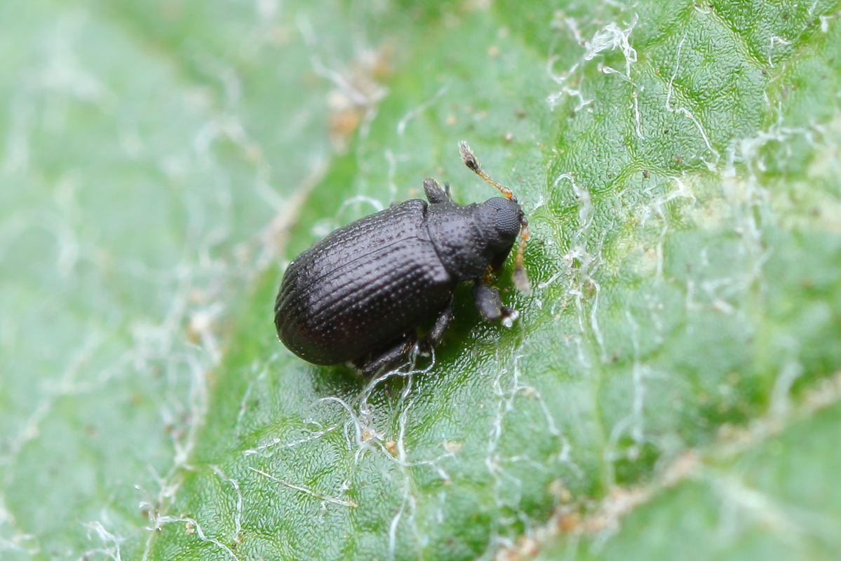 Rhamphus oxyacanthae - galagonya-bolhaormányos