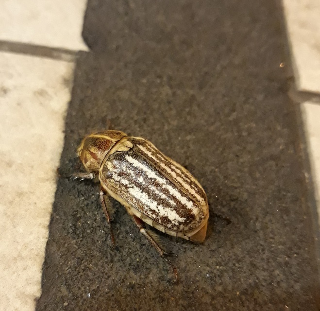 Anoxia orientalis - keleti cserebogár
