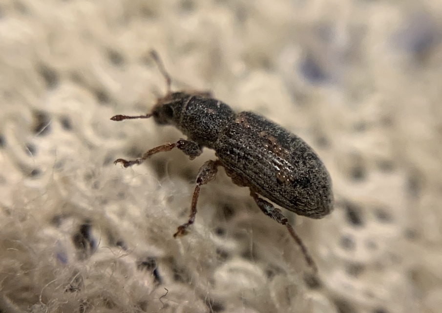 Sitona humeralis - lucerna-csipkézőbogár