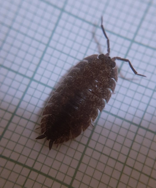 Porcellio scaber - érdes pinceászka
