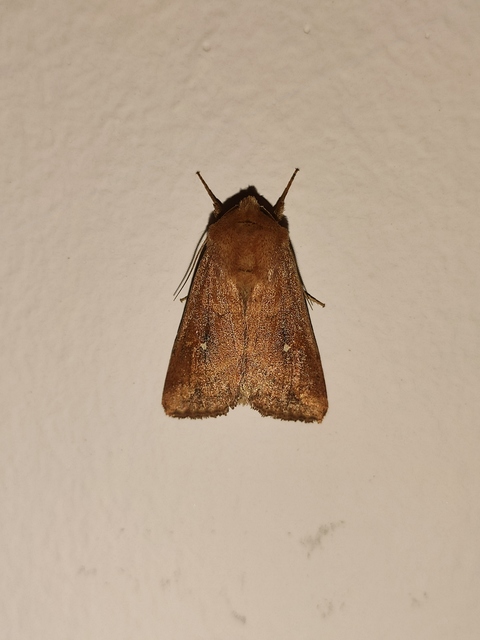Mythimna albipuncta - fehérpettyes rétibagoly