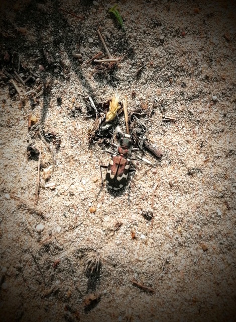 Cicindela hybrida - öves homokfutrinka
