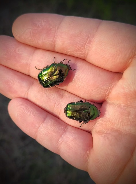 Cetonia aurata - aranyos virágbogár