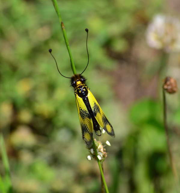 Libelloides macaronius - keleti rablópille