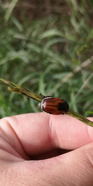 Anisoplia austriaca - osztrák szipoly