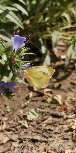 Pieris napi - repcelepke