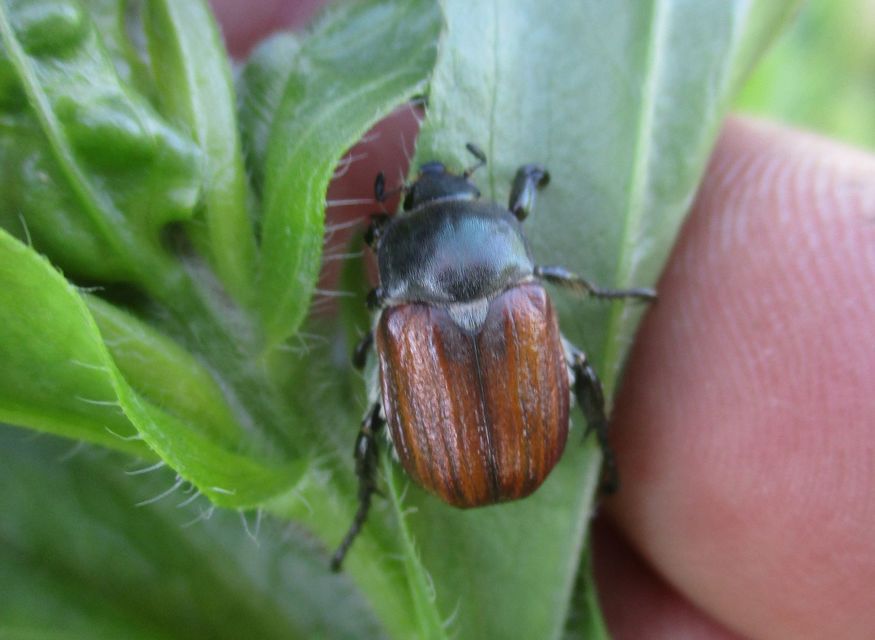 Anisoplia tempestiva - gabonaszipoly