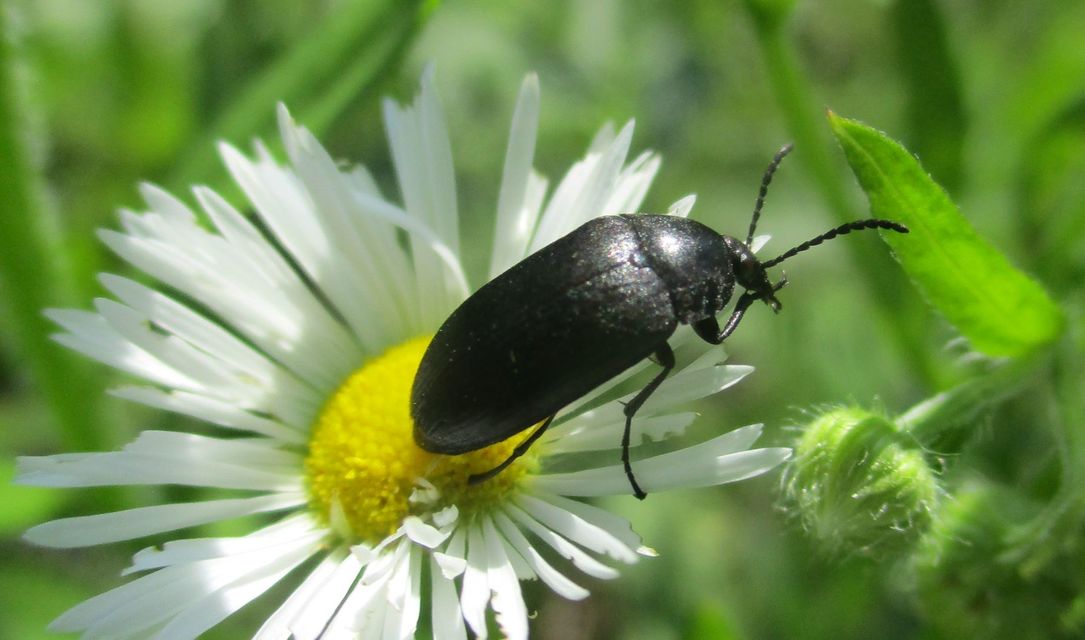 Podonta nigrita - szerecsenbogár