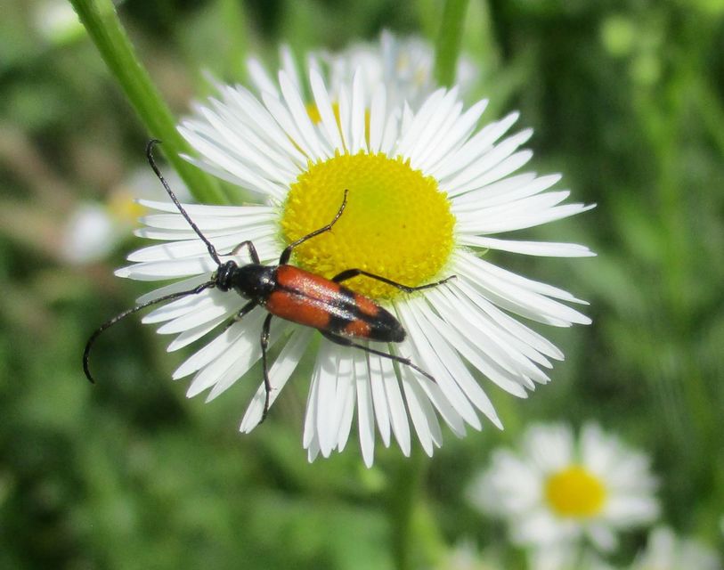 Stenurella bifasciata - kétöves karcsúcincér