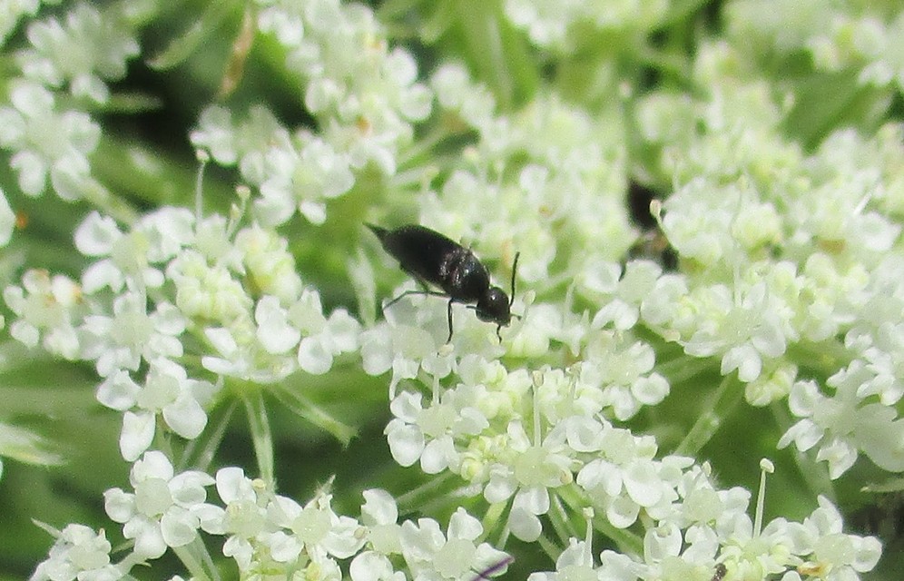 Mordellidae - marókafélék