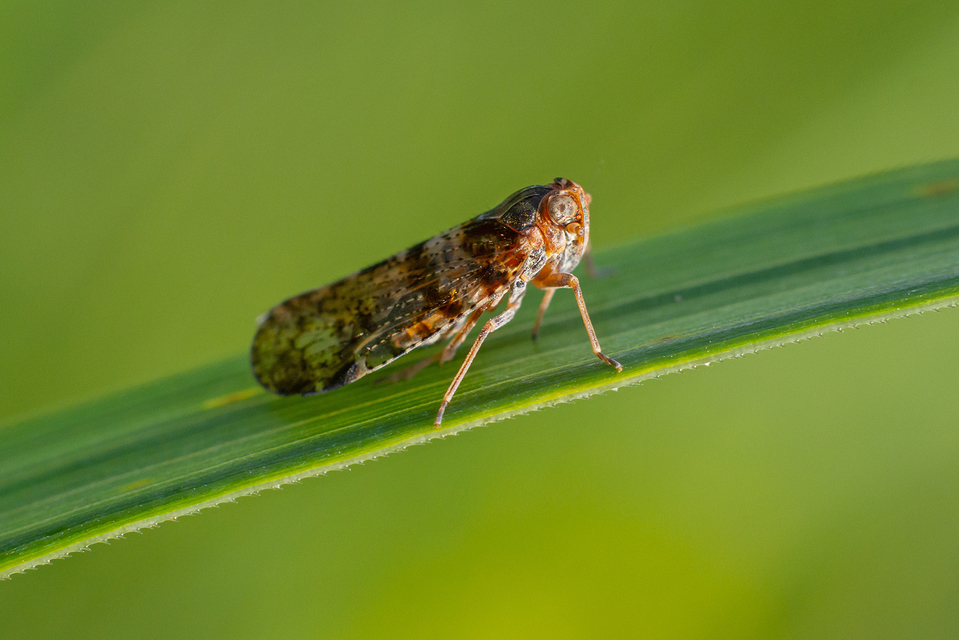 Cixius