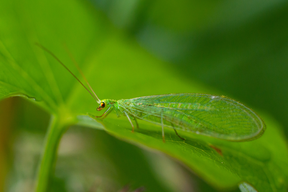 Chrysopidae - zöldfátyolkák