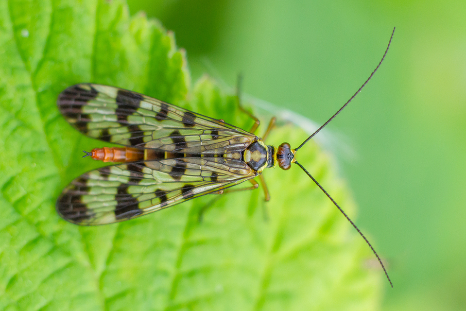 Panorpa vulgaris