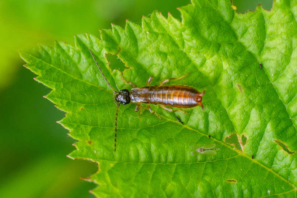 Forficula