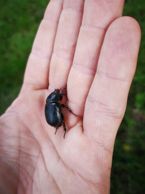 Pentodon idiota - butabogár