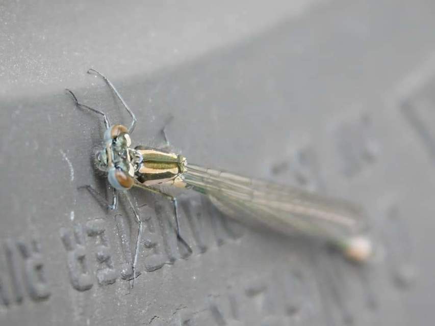 Coenagrion pulchellum - karcsú légivadász