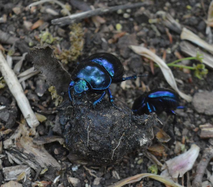 Trypocopris vernalis - tavaszi álganéjtúró