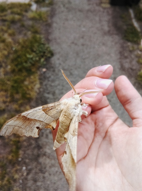 Marumba quercus - tölgyfaszender
