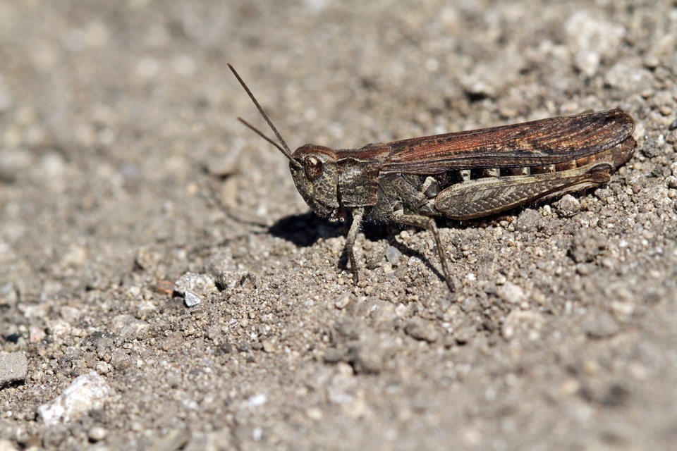 Chorthippus brunneus - közönséges tarlósáska