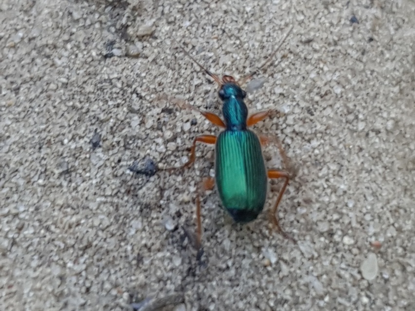 Drypta dentata - atlaszfutó
