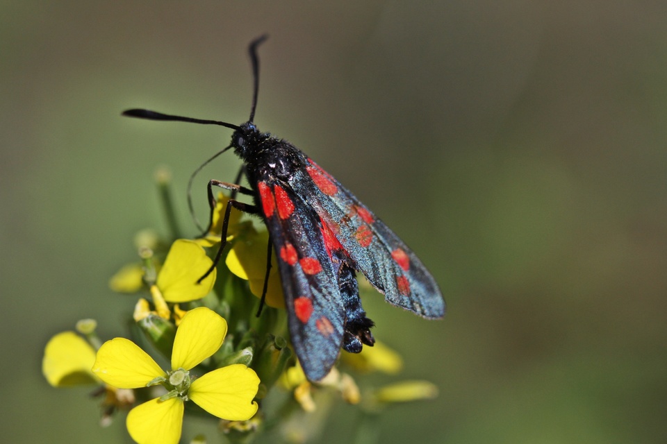 Zygaena