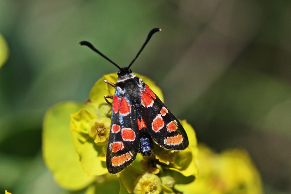 Zygaena carniolica - fehérgyűrűs csüngőlepke