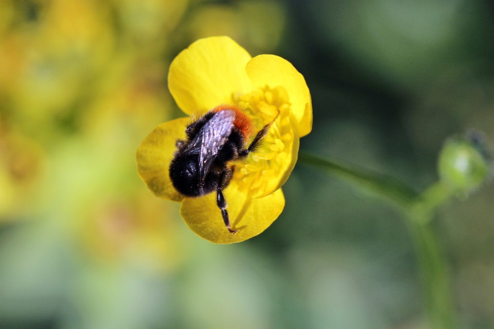 Bombus lapidarius - kövi poszméh