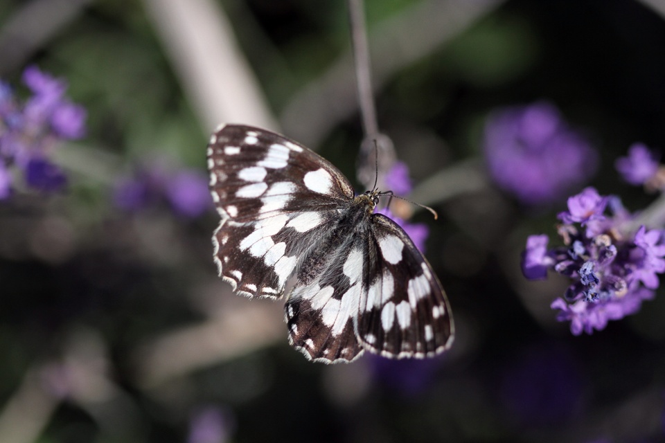 Melanargia galathea - sakktáblalepke