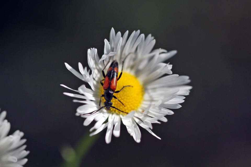 Stenurella bifasciata - kétöves karcsúcincér