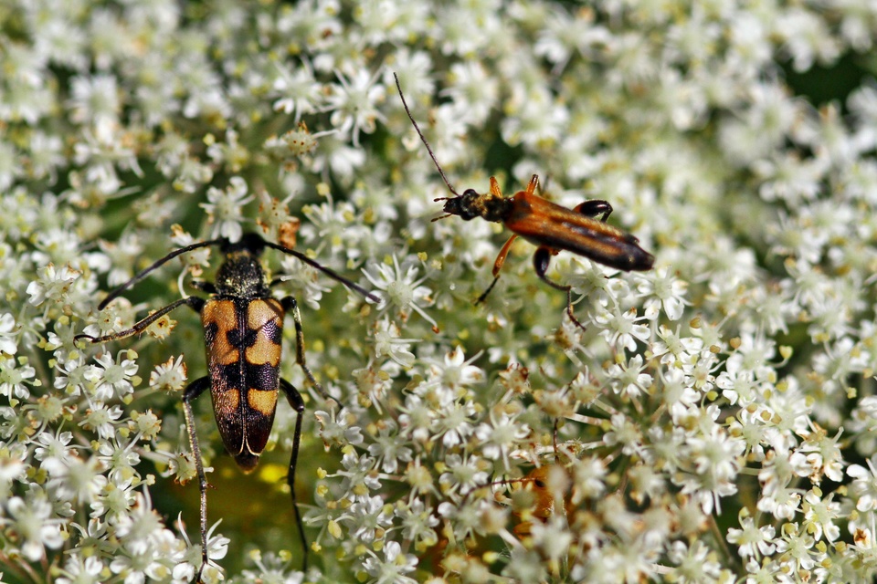 Pachytodes erraticus - rajzos virágcincér