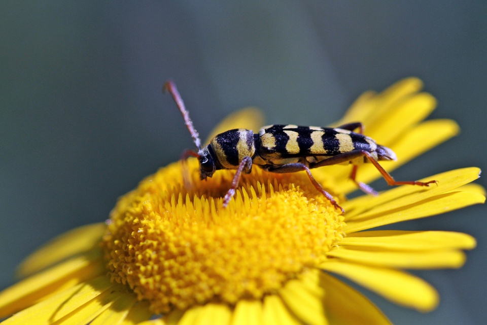 Echinocerus floralis - lucerna-darázscincér